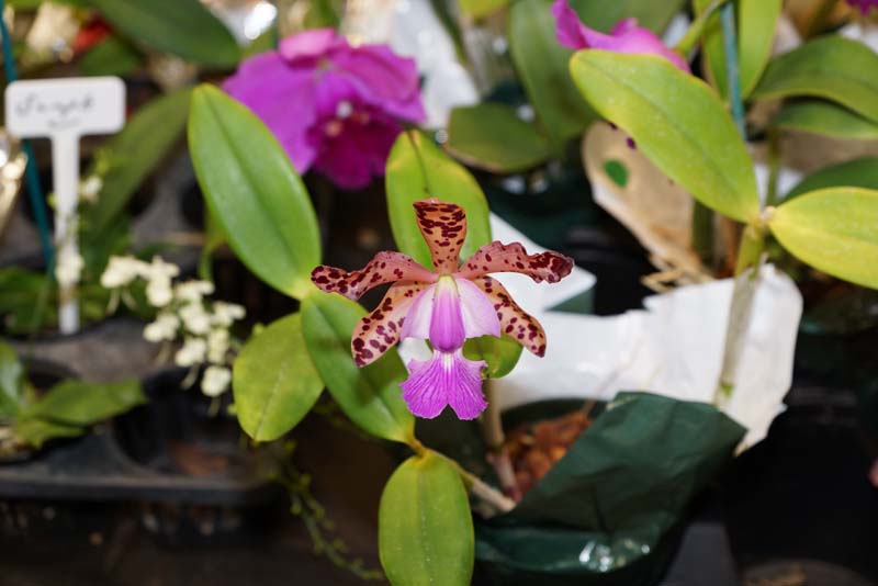 orchid0035