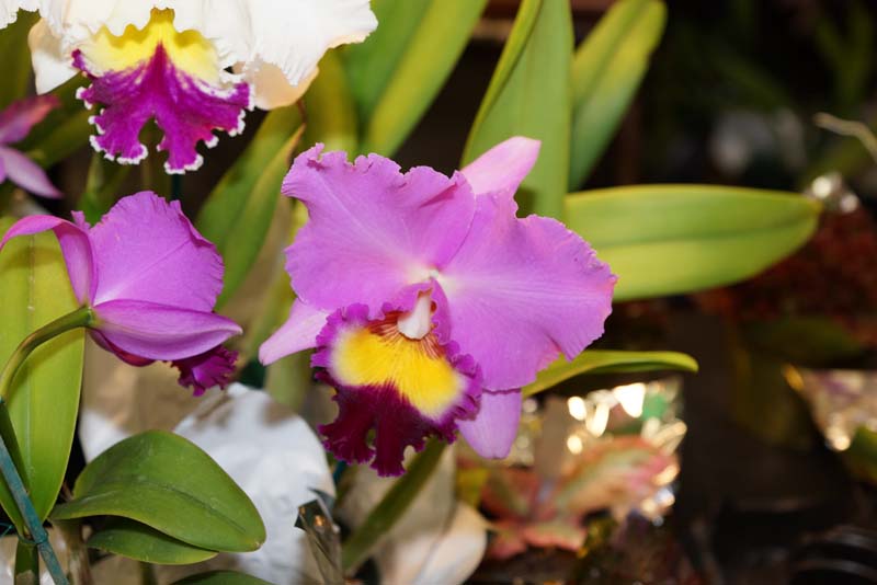 orchid0036