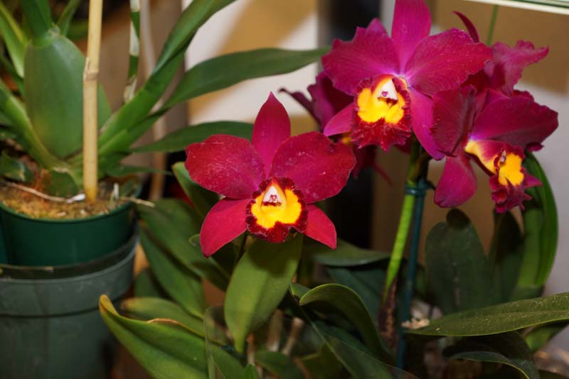 orchid0040