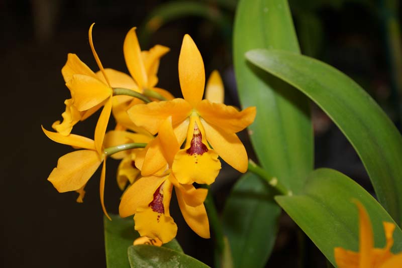 orchid0043