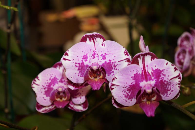 orchid0049