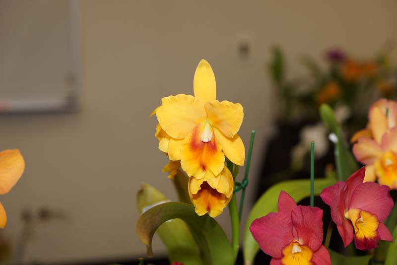 orchid0053