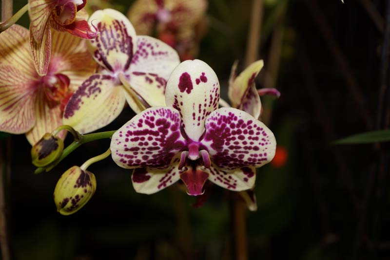 orchid0059
