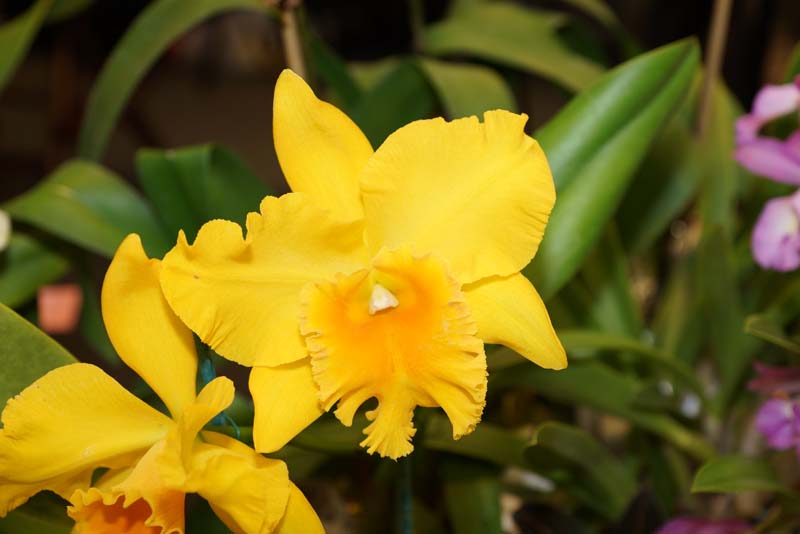 orchid0062