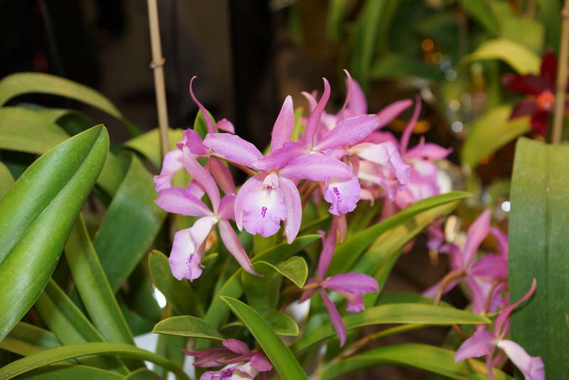 orchid0063
