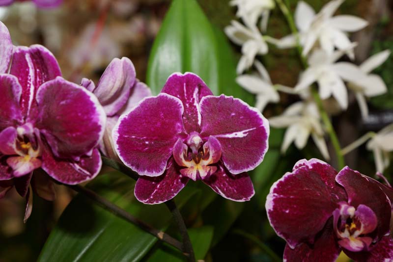orchid0065