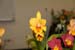 orchid0053