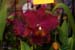 orchid0055