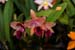 orchid0056