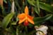 orchid0057