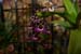 orchid0061