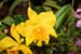 orchid0062