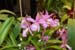 orchid0063