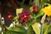 orchid0064