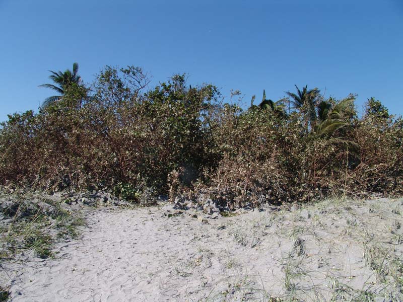 DSC04926